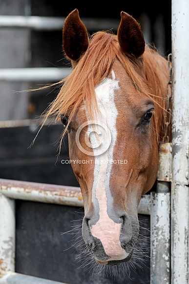 Brown horse Brown horse