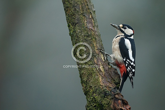 Great Spotted Woodpecker Great Spotted Woodpecker