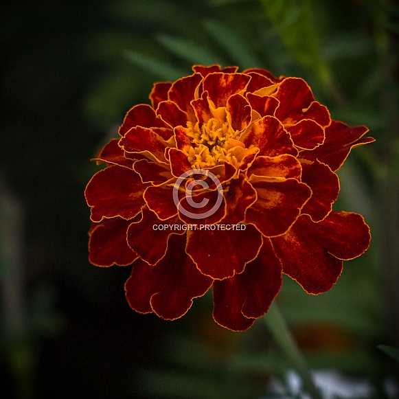 Tagetes Tagetes