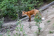 Juvenile Red Fox Closeup