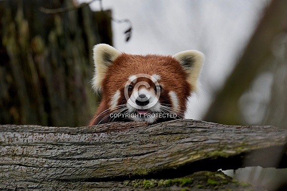 Red Panda Red Panda