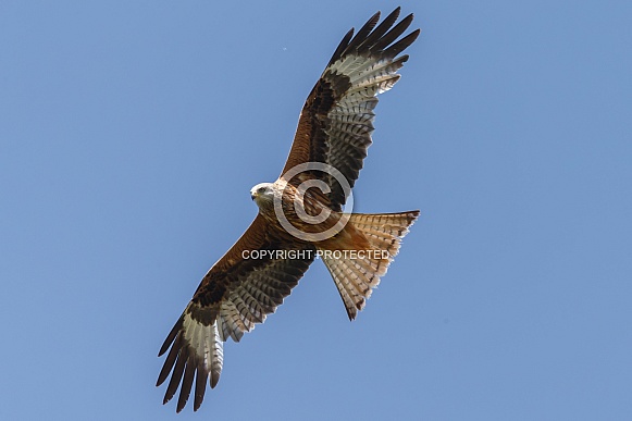 Red Kite