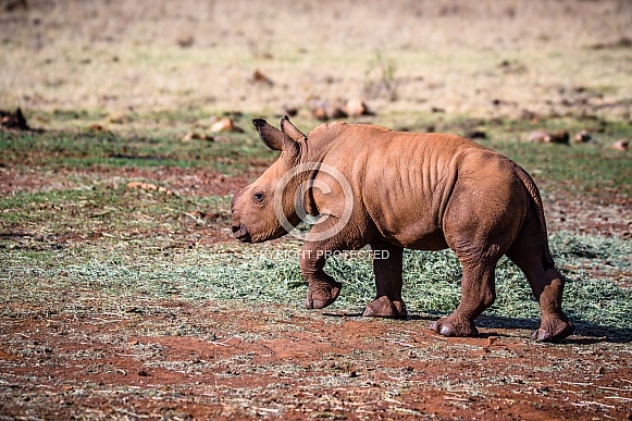 White Rhino Calf