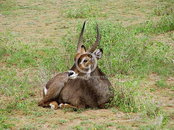 Waterbuck