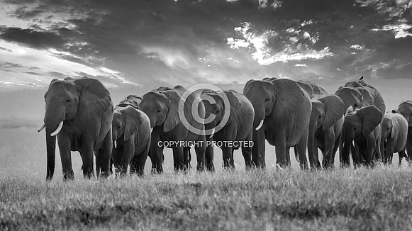 African Bush Elephant