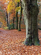 fall season, autumn in forest