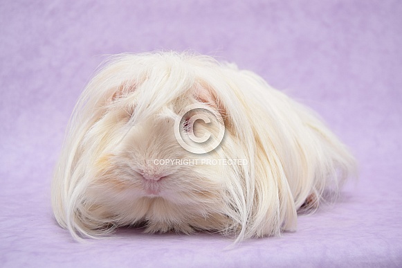 Peruvian Guinea Pig