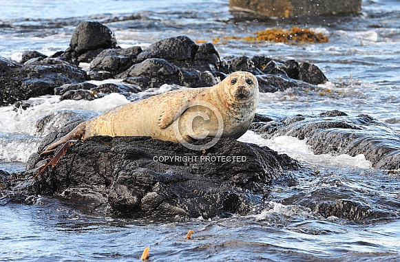 Grey seal pup Grey seal pup