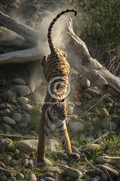 Tiger (3 of 4)