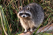Raccoon Full Body Standing In Grass