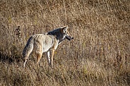 Coyote