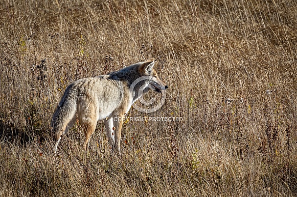 Coyote