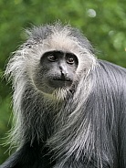 King Colobus