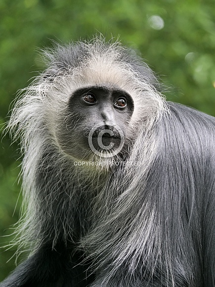 King Colobus