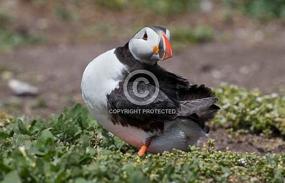Puffin the birds from the arctic.
