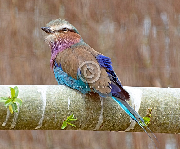 Lilac Breasted Roller Lilac Breasted Roller
