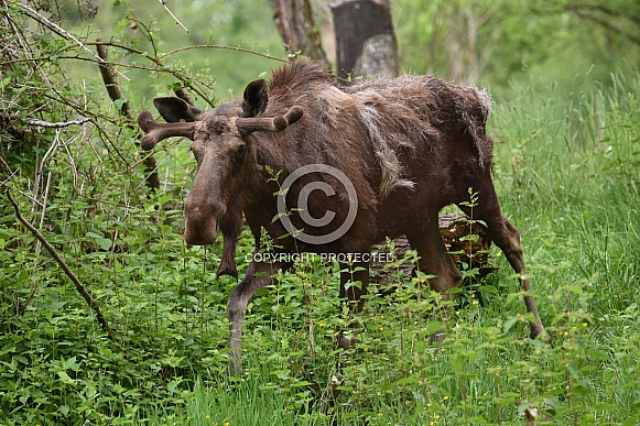 Bull Moose Bull Moose