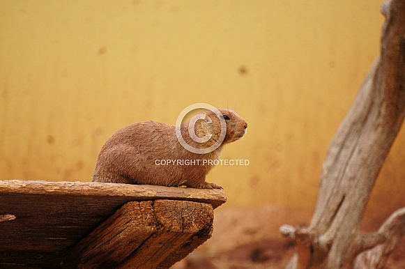 Prairie dog