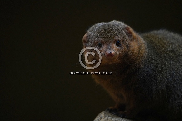 Common Dwarf Mongoose Common Dwarf Mongoose