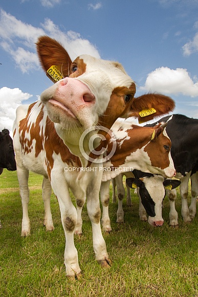 Dutch Cow and Cows