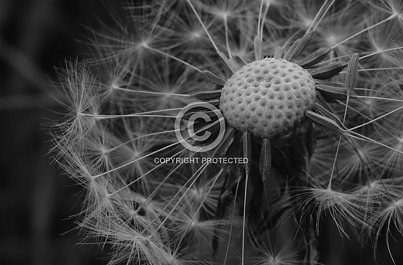 Dandelion