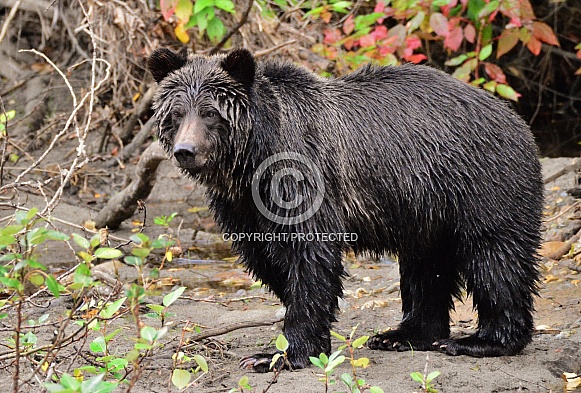 Grizzly Bear Grizzly Bear