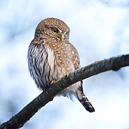 Northern Pygmy Owl on branch