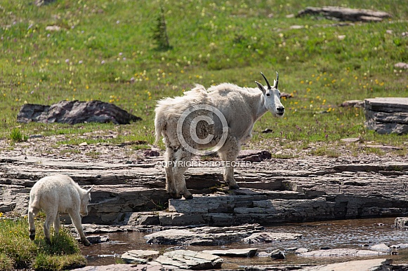 Mountain Goat,Oreamnos Americanus Mountain Goat,Oreamnos Americanus