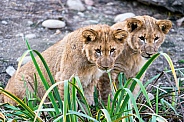 Pair of Young Lions