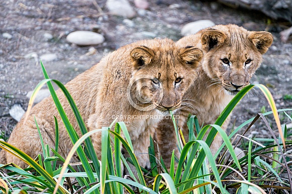 Pair of Young Lions