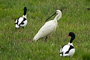 The Eurasian spoonbill