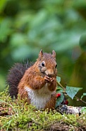 Red Squirrel