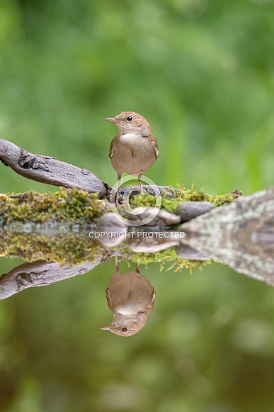 Common nightingale Common nightingale