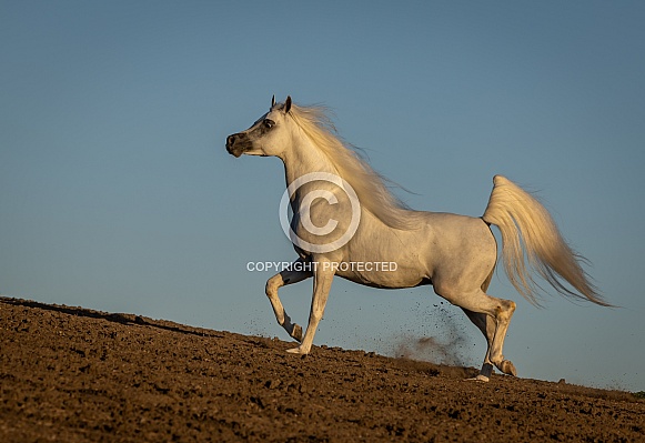 Arabian Horse Arabian Horse