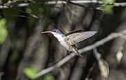 A Violet-crowned Hummingbird in flight