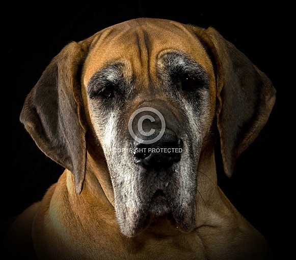 Great Dane Great Dane