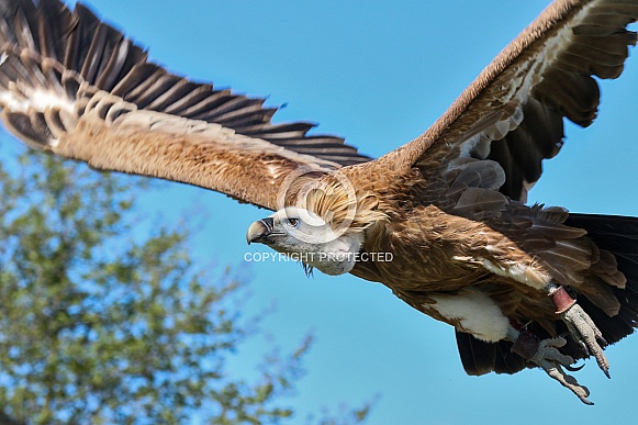 Griffon vulture in flight, close up, side shot