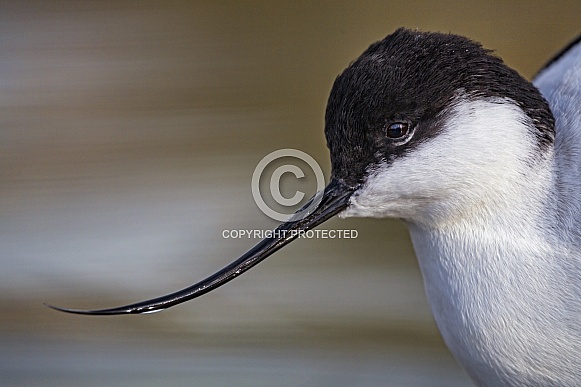 Pied Avocet Pied Avocet