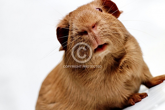 Guinea Pig Guinea Pig