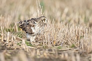 The short-eared owl (Asio flammeus)