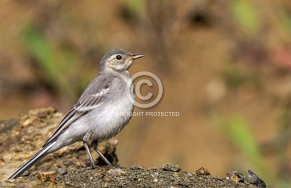 White wagtail White wagtail