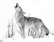 Coyote