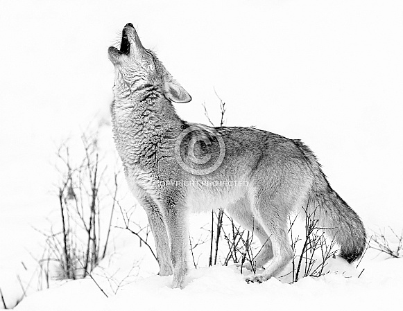 Coyote