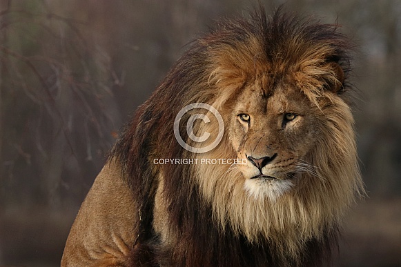 African lion