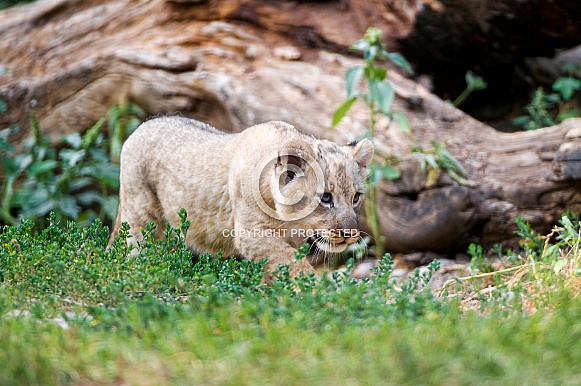 Lion Cub