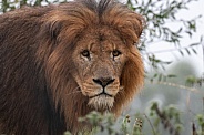 Close Up African Lion