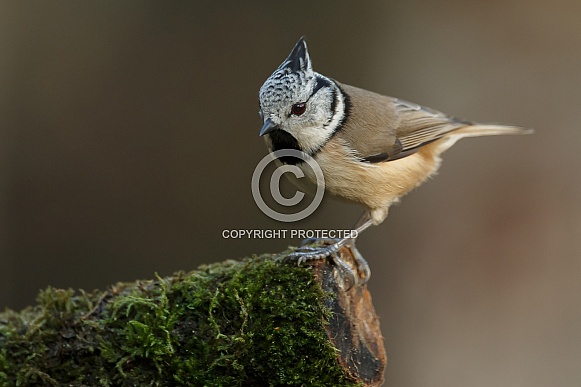 The crested tit or European crested tit