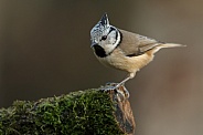 The crested tit or European crested tit