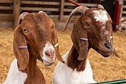 Two Boer Goats Together