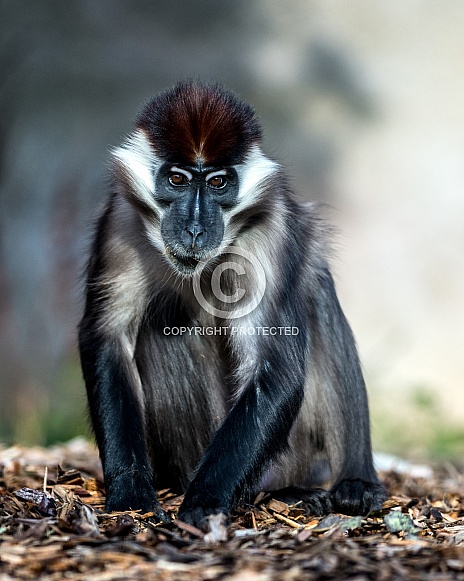 Cherry Capped Mangabey Cherry Capped Mangabey